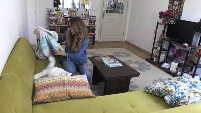 mavi gozler - Van'ın en güzel kedisine evladı gibi bakıyor  Videosu