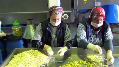 ihracat rekoru - Zeytinyağı ihracatı rekora koşuyor - BALIKESİR  Videosu