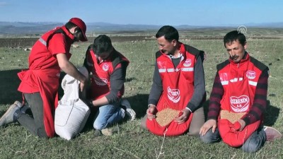 dogal urun - Asırlık kırmızı buğday yeniden toprakla buluştu - KARS  Videosu
