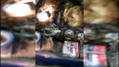 gumruk muhafaza ekipleri - Canlı danaları otomobilin motorunda yurda sokmaya çalıştılar - ANKARA Videosu