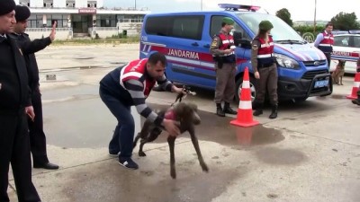 polis kopegi - Jandarmadan 'barkod okuyucu cihazla' uygulama - BURSA/ÇANAKKALE Videosu