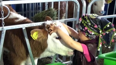 buyukbas hayvan -  Küçük elleriyle buzağılara süt içiyor...1,5 yaşındaki minik kız, çizmesi ve şalvarıyla çiftliğin maskotu oldu  Videosu