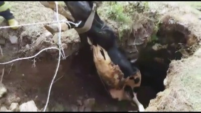 Kuyuya düşen inek itfaiye ekiplerince kurtarıldı - MUĞLA 