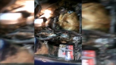 gumruk muhafaza -  Otomobilin motoruna sıkıştırılmış vaziyette iki adet canlı dana ele geçirildi... Çıkartılma anları kamerada Videosu