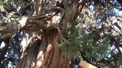 dilek agaci -  9 asırlık ardıç ağacı zamana meydan okuyor  Videosu