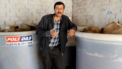 hanli -  Zeytin üreticisi umduğunu bulamadı  Videosu