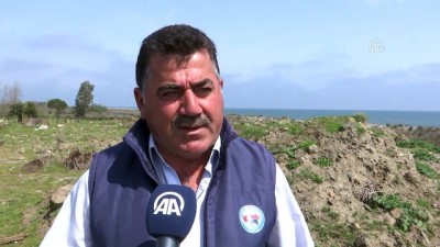 sonbahar - Mandaların Kızılırmak Deltası'na salımı başladı - SAMSUN  Videosu