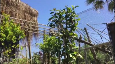 hayvanat bahcesi - Cüce maymunlara yazlık bahçe konforu - KOCAELİ Videosu