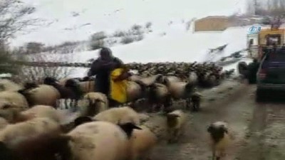  Dağda mahsur kalan 8 çoban ve 2 bin koyun kurtarıldı 