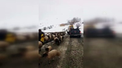 Dağda mahsur kalan çoban ve koyunlar kurtarıldı - VAN 