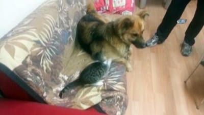 bulduk -  Kedi ve köpeğin dostluğu görenleri şaşkına çeviriyor  Videosu