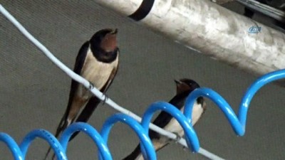 mobilya -  Kırlangıçlar mobilya fabrikasını mesken tuttu  Videosu