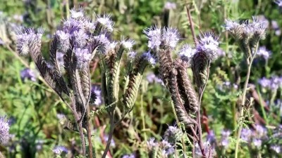 bal uretimi - Arı otu bitkisiyle ölümlerin önüne geçilecek - ADANA Videosu