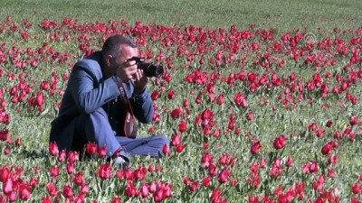 amator - Bingöl'de lale zamanı  Videosu