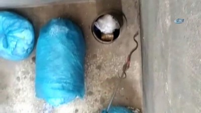 dogal yasam alani -  Emniyetin bahçesinde yakalanan yılan doğal yaşam alanına bırakıldı  Videosu