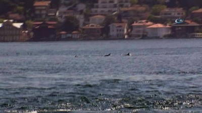 yunuslar -  İstanbul’da Boğazı’nda yunus balıklarından görsel şölen  Videosu