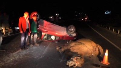  Karayoluna çıkan deveye 2 otomobil çarptı; deve telef oldu, 4 kişi yaralandı 