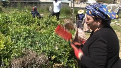 cay bahcesi -  Çay alım sezonu açıldı, üreticiler çaylığa girmeye başladı Videosu