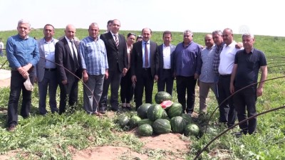 asad - Çukurova'da karpuz hasadı başladı - ADANA  Videosu