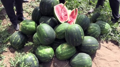 kirim - 'Ham karpuz timleri' iş başında - ADANA  Videosu