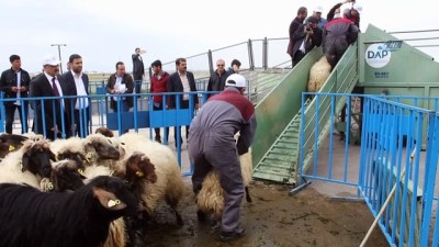 hayvancilik -  Van’da ‘Mobil Koyun Banyoluğu’ dağıtımı  Videosu