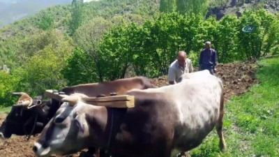 su sikintisi -  Çiftçinin vazgeçilmezi ‘Karasaban’  Videosu