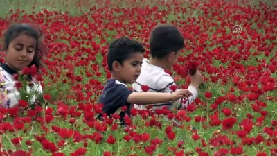 atmosfer - Gelincik çiçeklerinden görsel şölen - ŞANLIURFA  Videosu