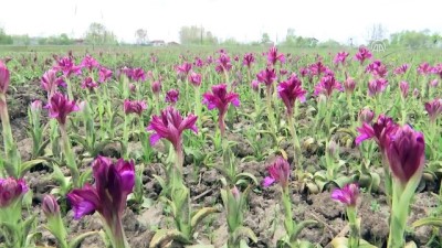 'Salep orkidesinde Türkiye marka olacak' - SAMSUN 