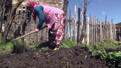 fedakarlik - Gündüz tarlada akşam okuryazarlık kursundalar - KASTAMONU  Videosu