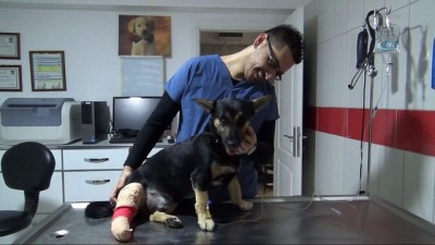 hassasiyet -  Çocuk saniyelerle kurtuldu, köpeği ezen sürücü yoluna böyle devam etti  Videosu