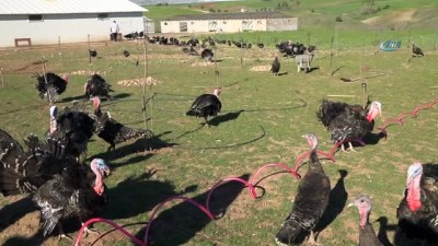  Kahta’da “Genç Çiftçi Projesi' ile organik hindi yetiştiriyor 