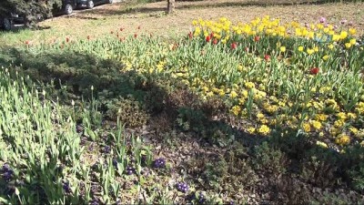 botanik bahcesi -  Ümraniye’nin Çiğdemleri açtı Videosu