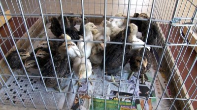 acik arttirma -  Araba değerindeki tavuklar, meraklıları ile buluştu  Videosu