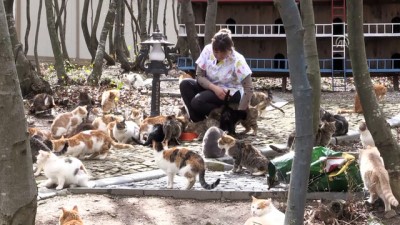 sokak kedisi - Bu kasabada sokak kedileri için her türlü konfor var - SAMSUN  Videosu