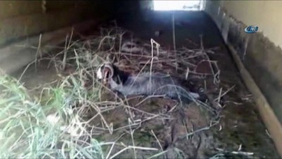 mahsur kaldi -  Çamura saplanan keçi itfaiye tarafından kurtarıldı  Videosu