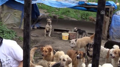 yardim cagrisi - Sokak hayvanlarına aile şefkatiyle bakıyorlar - SAKARYA  Videosu