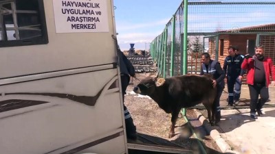karantina - Yediemindeki inek artık yalnız olmayacak - ERZURUM Videosu