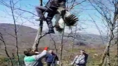 leylek koyu -  Göç yolunda talihsiz kaza... Ağaca takılıp mahsur kalan leyleği orman işçileri kurtardı  Videosu
