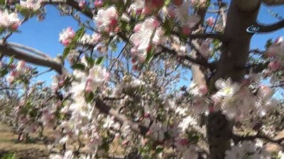 meteoroloji -  Karaman’da elmayı don vurdu  Videosu