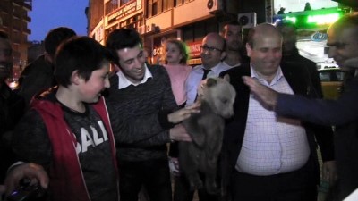 yaris -  Köpeklerin saldırısından kurtarılan yavru ayılar ilgi odağı oldu  Videosu