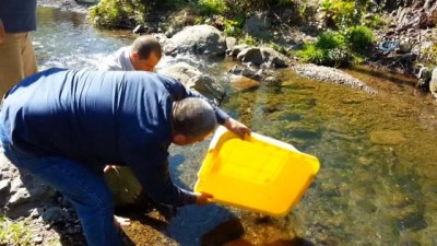 olta -  Ordu’nun derelerine 165 bin alabalık salındı  Videosu