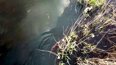 Ağrı Dağı Milli Parkı'ndaki su maymunlarına yoğun ilgi - IĞDIR 
