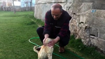 emekli ogretmen -  Kapı açan sevimli kedi 'Sarı'  Videosu