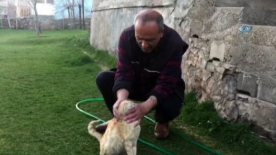  Kapı açan sevimli kedi 'Sarı' 