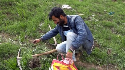 sifali bitki -  Pancar için kilometreler kat ediyorlar  Videosu