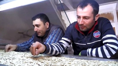 gurbetci - Nevşehir kabak çekirdeğine coğrafi işaret  Videosu