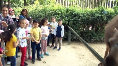 hayvanat bahcesi -  Bahar geldi, Hayvanat Bahçesi'nin bebek üyeleri çocukların maskotu oldu Videosu