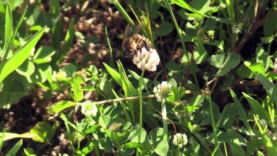 kislak - Bal arılarının yayla yolculuğu başladı - BATMAN Videosu