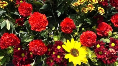 nani - Yunanistan'da 1 Mayıs kutlamaları - ATİNA Videosu