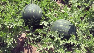 festival - 'Adana karpuzu' markalaşma yolunda  Videosu